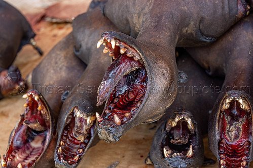 bat meat - bats heads on meat market - bushmeat, bat meat, black flying foxes, black fruit bats, bushmeat, heads, meat market, meat shop, pteropus alecto, raw meat, singed, teeth