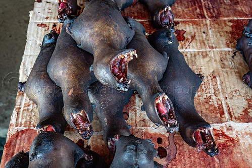 bat meat - bushmeat at meat market, bat meat, black flying foxes, black fruit bats, bushmeat, heads, meat market, meat shop, pteropus alecto, raw meat, singed, teeth