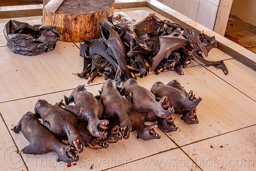 bats and their wings at meat market, bat meat, bat wings, black flying foxes, black fruit bats, bushmeat, manado, meat market, meat shop, pteropus alecto, raw meat, singed