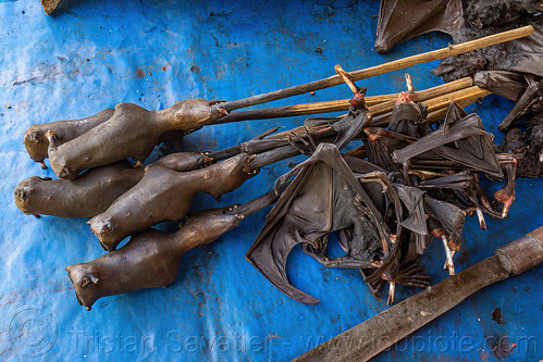 bats and their wings at meat market, bada valley, bat meat, black flying foxes, black fruit bats, bushmeat, meat market, meat shop, pteropus alecto, raw meat, singed