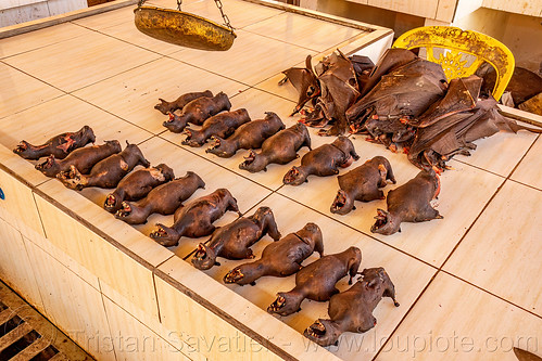 bats and their wings - bushmeat at meat market, bat meat, black flying foxes, black fruit bats, bushmeat, manado, meat market, meat shop, pteropus alecto, raw meat, singed