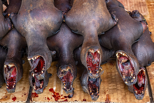 bats at meat market - indonesia, bat meat, black flying foxes, black fruit bats, bushmeat, heads, meat market, meat shop, pteropus alecto, raw meat, singed, teeth