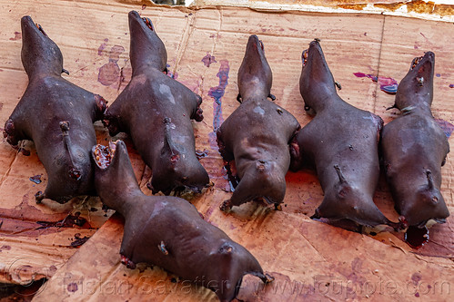 bats bushmeat at meat market, bat meat, black flying foxes, black fruit bats, bushmeat, meat market, meat shop, pteropus alecto, raw meat, singed
