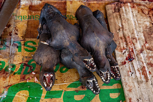 bats bushmeat at meat market - sulawesi island, bat meat, black flying foxes, black fruit bats, bushmeat, heads, meat market, meat shop, pteropus alecto, raw meat, singed, teeth