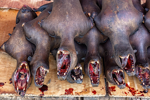 bats bushmeat - meat market in indonesia, bat meat, black flying foxes, black fruit bats, bushmeat, heads, meat market, meat shop, pteropus alecto, raw meat, singed, teeth
