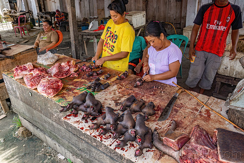 bats bushmeat on meat stand at the market, bat meat, black flying foxes, black fruit bats, bushmeat, meat market, meat shop, pteropus alecto, raw meat, singed, stall, women