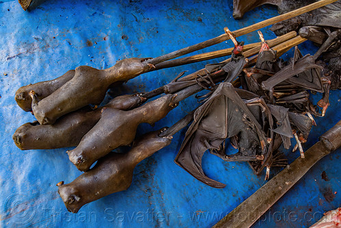 bats bushmeat on sticks, and their wings - meat market, bada valley, bat meat, black flying foxes, black fruit bats, bushmeat, meat market, meat shop, pteropus alecto, raw meat, singed
