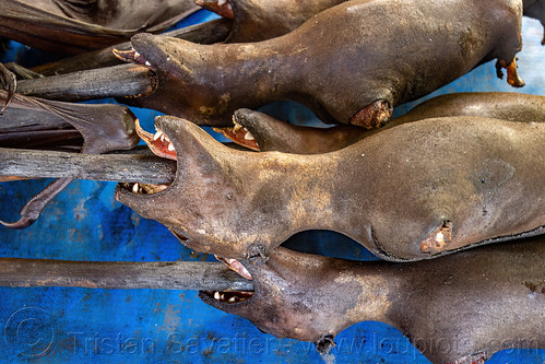 bats impaled on sticks - bushmeat at meat market, bada valley, bat meat, black flying foxes, black fruit bats, bushmeat, heads, meat market, meat shop, pteropus alecto, raw meat, singed, teeth