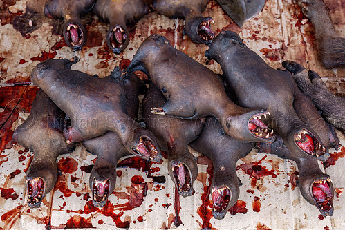 bats meat - bushmeat, bat meat, black flying foxes, black fruit bats, bushmeat, heads, meat market, meat shop, pteropus alecto, raw meat, singed, teeth