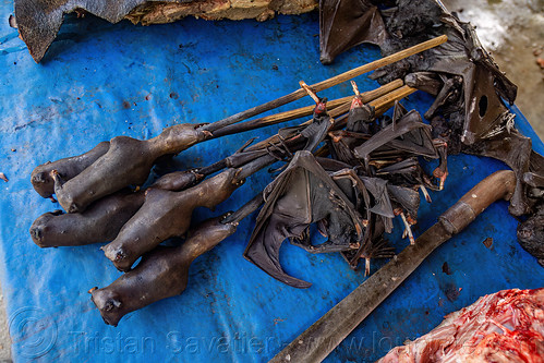 bats on sticks, and their wings - meat market, bada valley, bat meat, black flying foxes, black fruit bats, bushmeat, meat market, meat shop, pteropus alecto, raw meat, singed