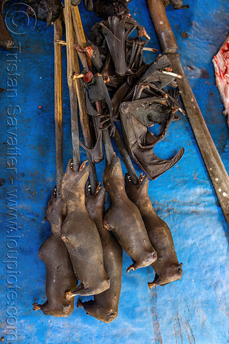 bats on sticks at meat market, bada valley, bat meat, black flying foxes, black fruit bats, bushmeat, meat market, meat shop, pteropus alecto, raw meat, singed