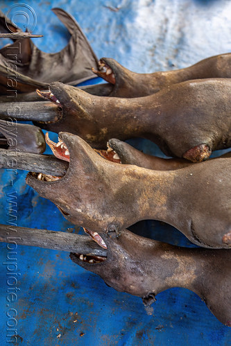 bats on sticks - bushmeat at meat market, bada valley, bat meat, black flying foxes, black fruit bats, bushmeat, heads, meat market, meat shop, pteropus alecto, raw meat, singed, teeth