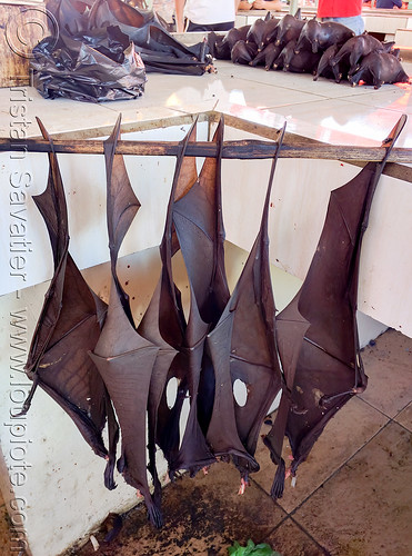 bats wings hanging - bushmeat at meat market, bat meat, bat wings, black flying foxes, black fruit bats, bushmeat, hanging, manado, meat market, meat shop, pteropus alecto, raw meat, singed