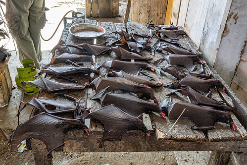 bats wings on table at meat market, bat meat, bat wings, black flying foxes, black fruit bats, bushmeat, meat market, meat shop, pteropus alecto, raw meat, singed