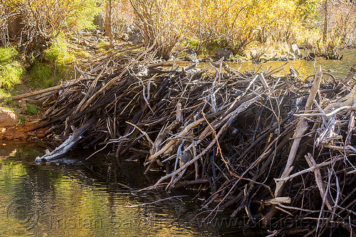 beaver dam in lundy canyon (california), beaver dam, california, eastern sierra, lake, landscape, lundy canyon, river, tree branches, tree limbs, valley