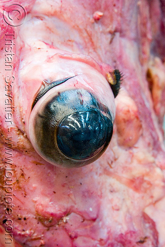 beef eye and head in meat shop (argentina), argentina, beef, butcher, close-up, cow eye, cow head, meat market, meat shop, mercado central, noroeste argentino, raw meat, salta
