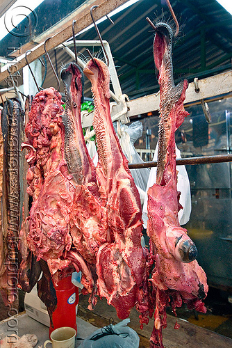 beef heads hanging in meat shop (argentina), argentina, beef, butcher, cow head, hanging, meat market, meat shop, mercado central, noroeste argentino, raw meat, salta, snouts