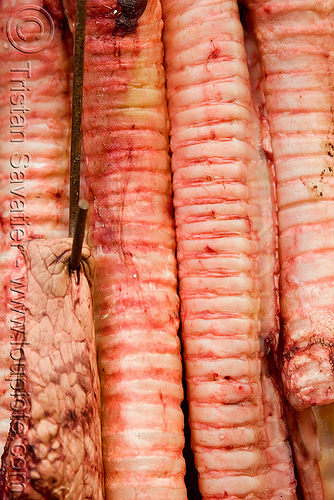 beef tracheas in meat shop (argentina), argentina, beef, butcher, close-up, meat market, meat shop, mercado central, noroeste argentino, raw meat, salta, tracheas