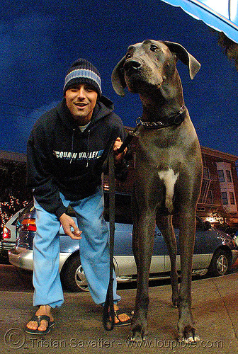 big dog (san francisco), big dog, fisheye, great dane, man