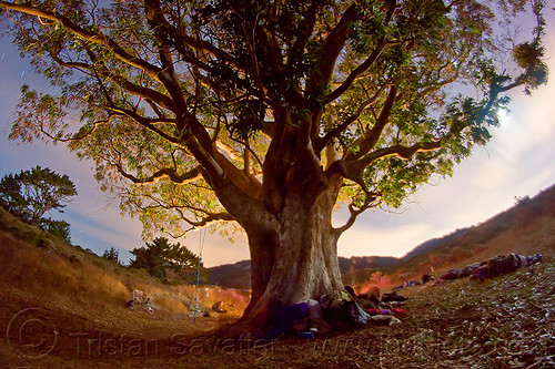 big old eucalyptus tree - mount tamalpais state park, backlight, camping, dipsea trail, eucalyptus, fisheye, glowing, mount tamalpais state park, mt tamalpais state park, night, steep ravine, swing, tree