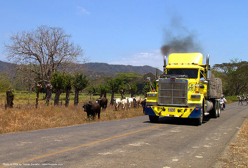 big yellow truck (costa rica), artic, articulated lorry, big truck, costa rica, cows, road, semi truck, semi-trailer, tractor trailer
