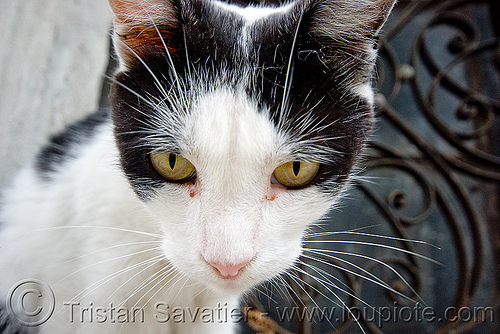 black and white cat, argentina, buenos aires, cemetery, graveyard, head, recoleta, stray cat, whiskers