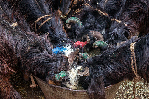 black goats with painted horns eating from bucket (india), delhi, eating, goats, india