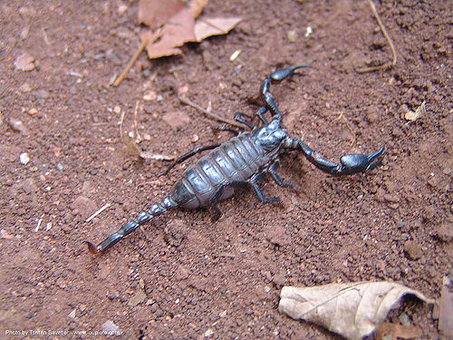 black scorpion on the ground (thailand), scorpion, wildlife