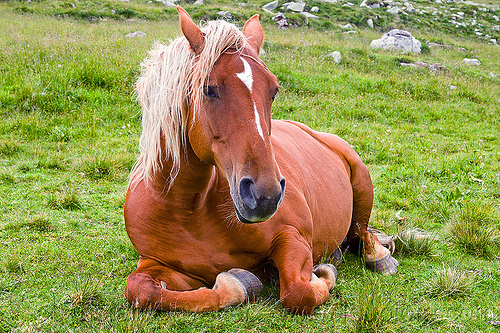 blonde horse laying down, blond horse, blonde horse mane, feral horse, grass field, grassland, laying down, red horse, resting, wild horse
