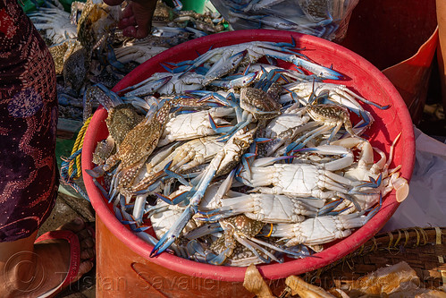 blue crabs in bucket at fish market, blue crabs, blue manna crabs, blue swimmer crabs, fish market, flower crabs, portunus pelagicus, rajungan, sand crabs, seafood, surabaya