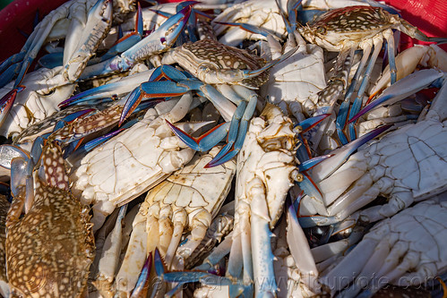 blue crabs on fish market, blue crabs, blue manna crabs, blue swimmer crabs, fish market, flower crabs, pasar pabean, portunus pelagicus, rajungan, sand crabs, seafood, surabaya