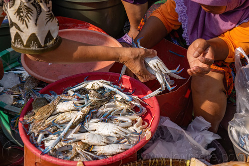 blue crabs sold at fish market, blue crabs, blue manna crabs, blue swimmer crabs, fish market, flower crabs, pasar pabean, portunus pelagicus, rajungan, sand crabs, seafood, street seller, surabaya, woman