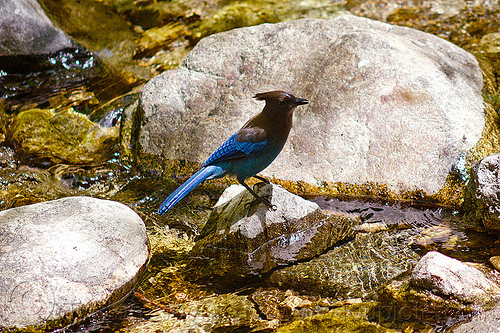 blue jay bird (vantana wilderness), big sur river, blue jay, cyanocitta cristata bromia, hiking, pine ridge trail, rocks, stream, trekking, vantana wilderness, wild bird, wildlife