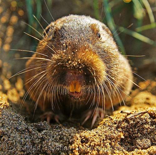 botta's pocket gopher (thomomys bottae), botta's pocket gopher, burrowing, geomyidae, rodent, rodentia, teeth, thomomys bottae, true gopher, valley pocket gopher, wildlife