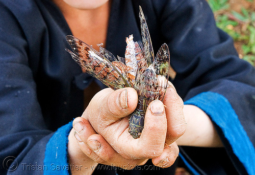 boy with live cicadas (laos), child, cicadas, hands, hintang archaeological park, hintang houamuang, insects, kid, san kong phanh