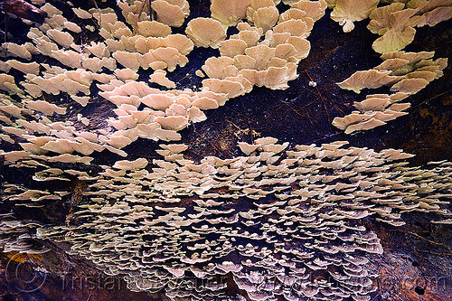 bracket fungi on dead tree, borneo, dead wood, gunung mulu national park, jungle, malaysia, mushrooms, plants, rain forest, shelf fungi, shelf fungus, shell fongi, shell fongus, tree fongus