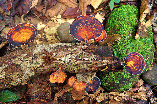 bracket fungus on dead wood, borneo, dead wood, gunung mulu national park, jungle, malaysia, mushrooms, plants, rain forest, shelf fungi, shelf fungus, shell fongi, shell fongus, tree fongus