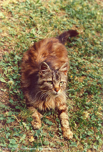 brown cat laying on grass, grass, lawn, laying down, meow, resting, tabby cat