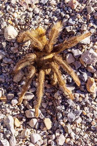 brown tarantula spider (death valley), brown, close-up, death valley, grotto canyon, spider, tarantula, wildlife