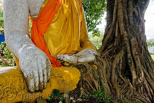 buddha statue and old tree, buddha image, buddha statue, buddhism, cross-legged, khmer temple, tree roots, wat phu champasak