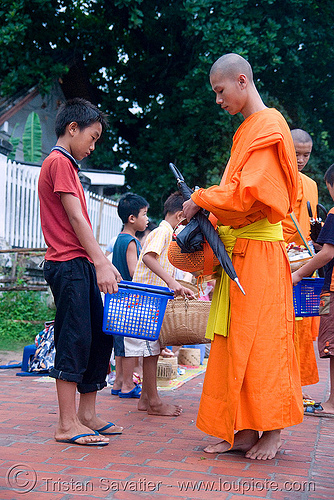 buddhist monks receiving alms at dawn - luang prabang (laos), bhagwa, buddhism, buddhist monks, dawn, laos, luang prabang, orange, rice, saffron color