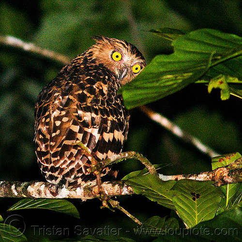 buffy fish-owl, bird of prey, borneo, branch, buffy fish-owl, ketupa ketupu, kinabatangan river, leaves, malaysia, night, nocturnal bird, raptor, sukau, tree, wild bird, wildlife, yellow eyes