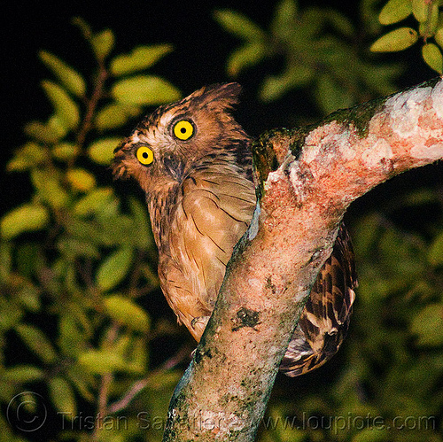 buffy fish owl, bird of prey, borneo, branch, buffy fish-owl, ketupa ketupu, kinabatangan river, leaves, malaysia, night, nocturnal bird, raptor, sukau, tree, wild bird, wildlife, yellow eyes