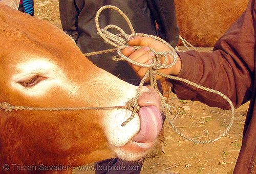 bull head - tongue in the nose, bull market, cattle market, cow nose, cow snout, head, mèo vạc, rope, snot, sticking out tongue, sticking tongue out, vietnam