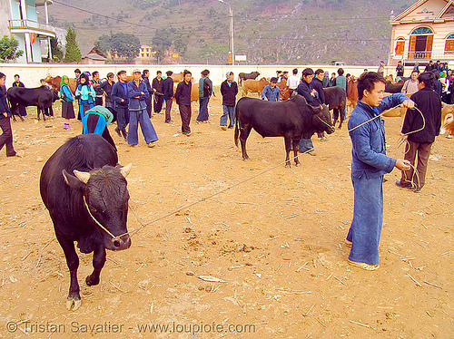 bull market - vietnam, bull market, cattle market, cow, hill tribes, indigenous, mèo vạc, rope, vietnam
