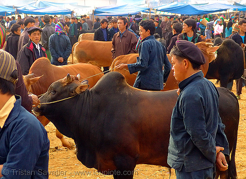 bull market - vietnam, bull market, bulls, cattle market, cows, hill tribes, indigenous, mèo vạc, vietnam
