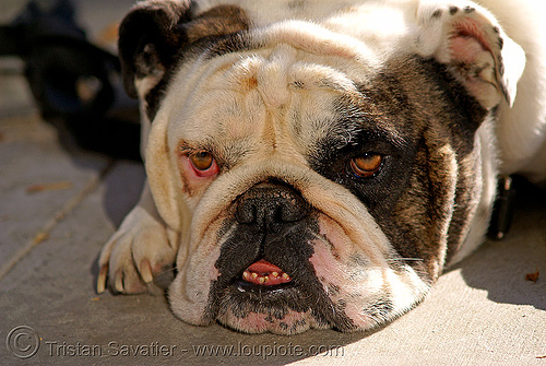 bulldog - depressed (san francisco), bulldog, dog head