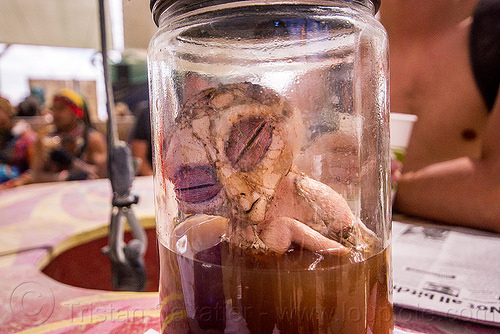 burning man - dead alien fetus preserved in jar, alien, cadaver, corpse, dead, fetus, head, jar, ufo