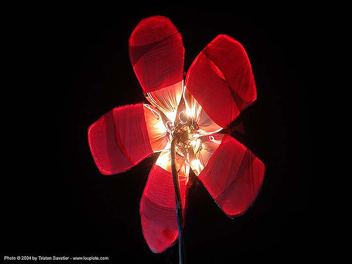 burning man - giant red flower, burning man at night, red flower