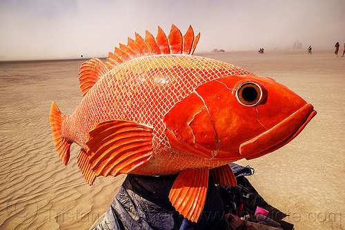 burning man - playa fish, art installation, octavius, orange fish, sculpture